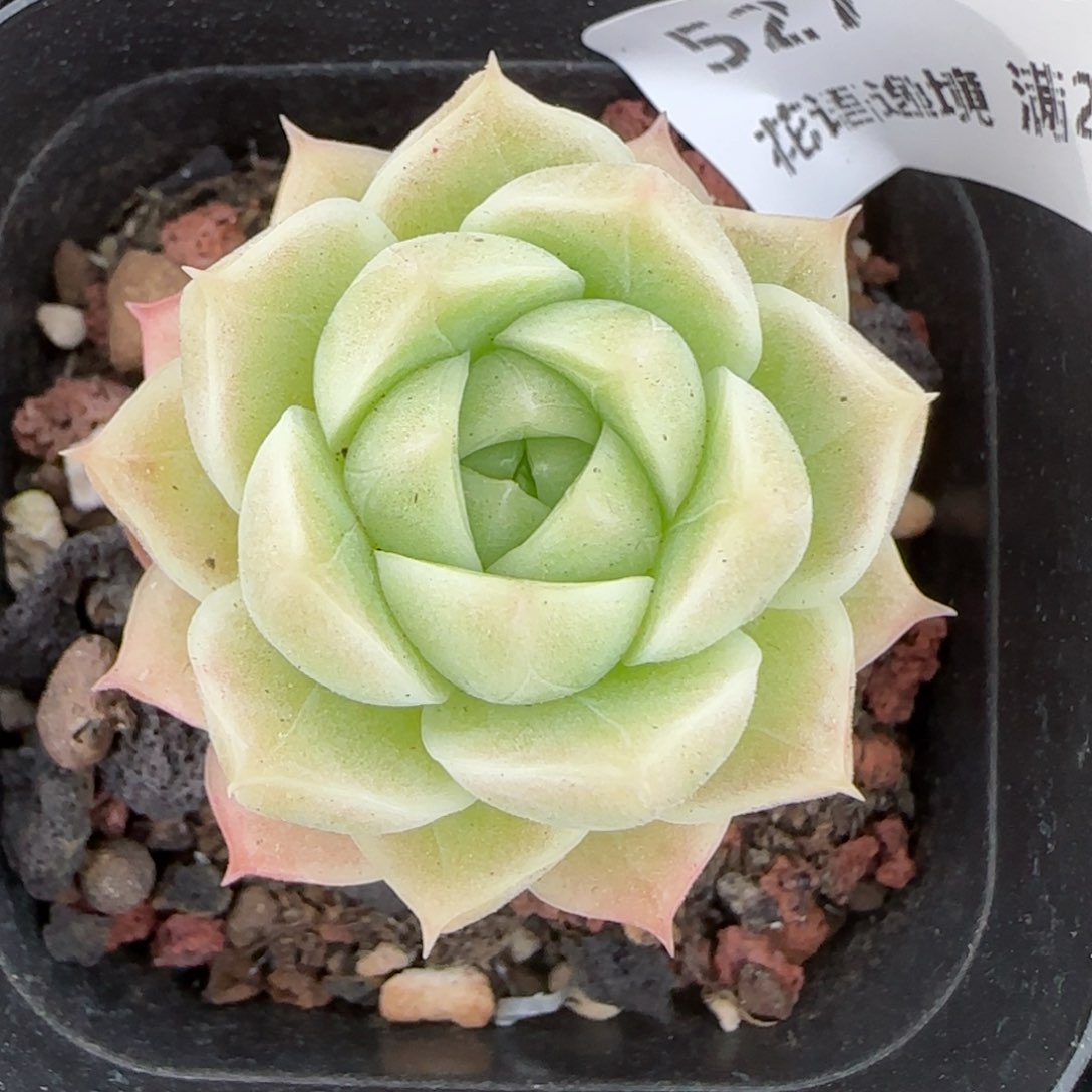 用****7花语逸境0216-527