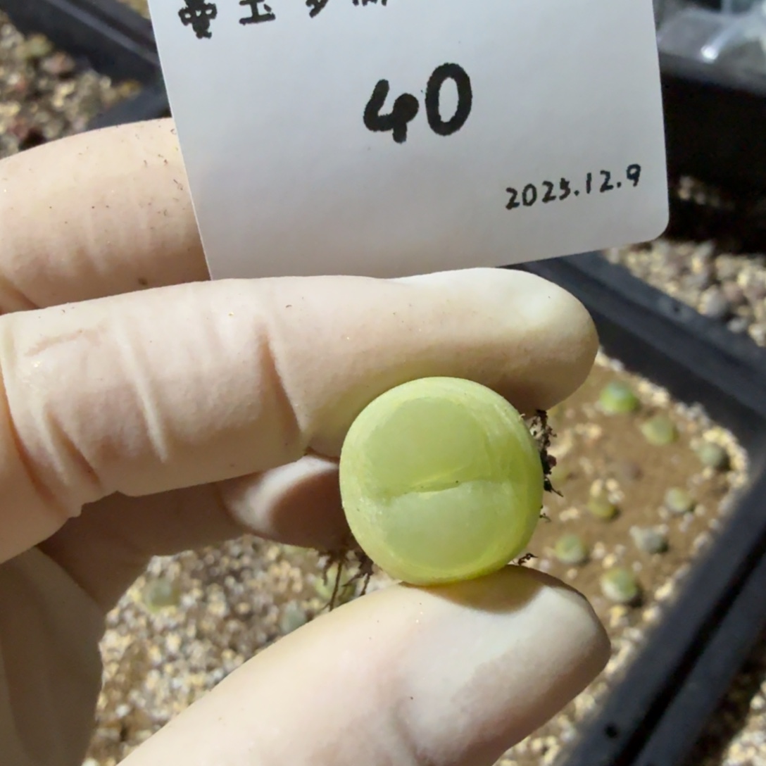 椰****多肉多肉多肉12.9-040