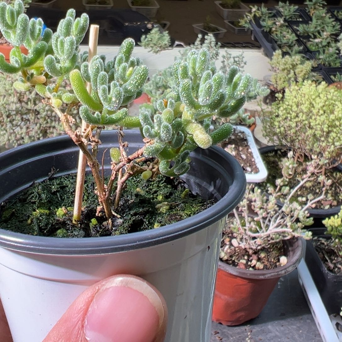 穹晶90杯老桩福利