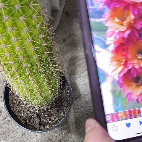 时光仙人球，2579999