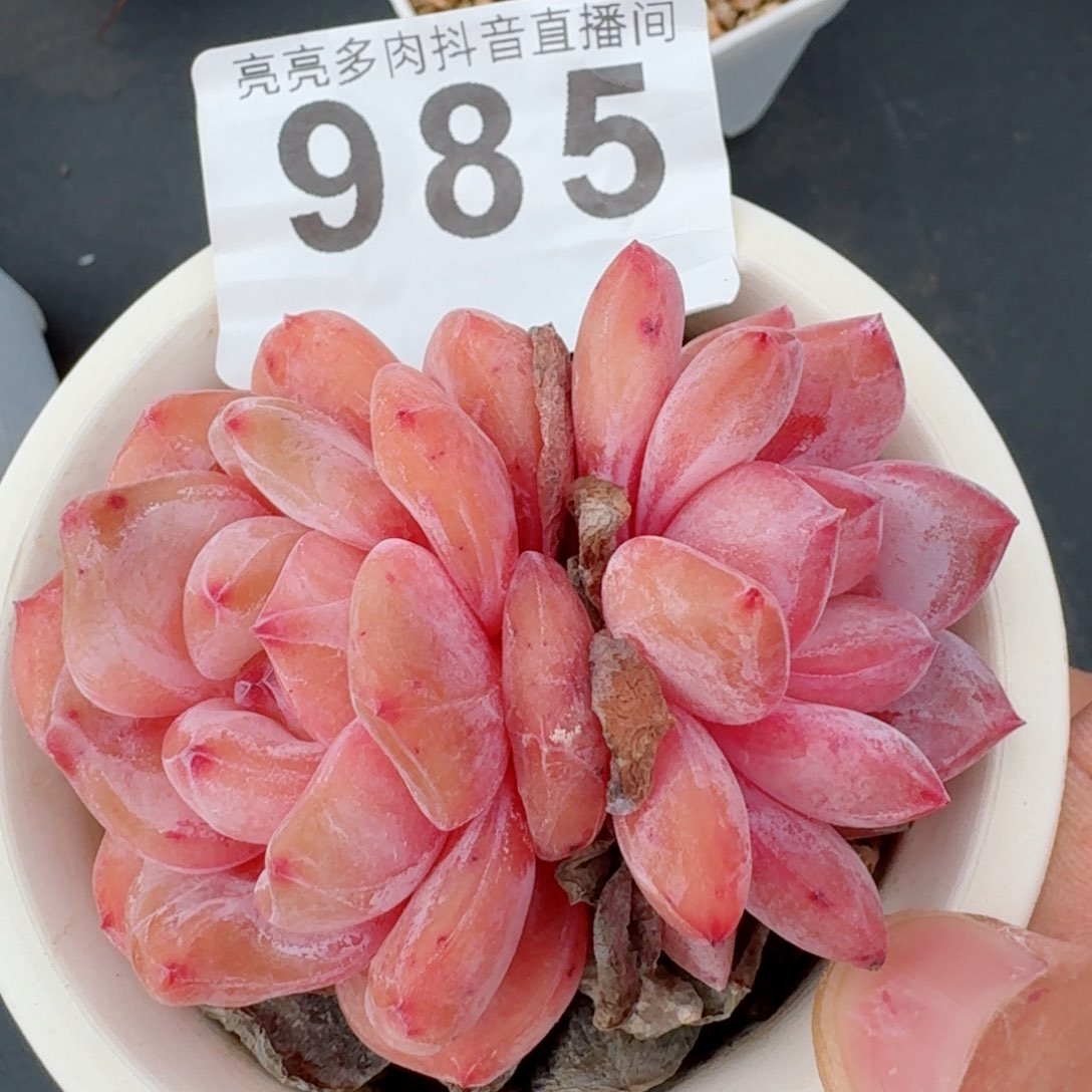 雪之魄         精品多肉