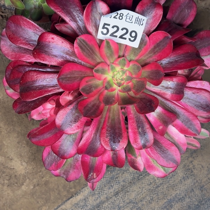 5229美杜莎多肉植物