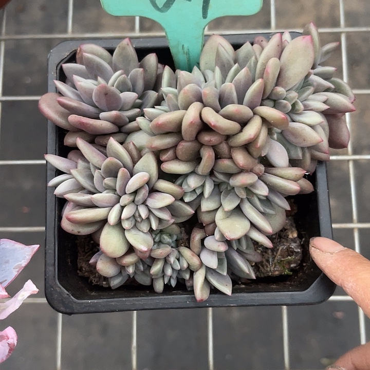 两单包邮，一物一拍桃花缘