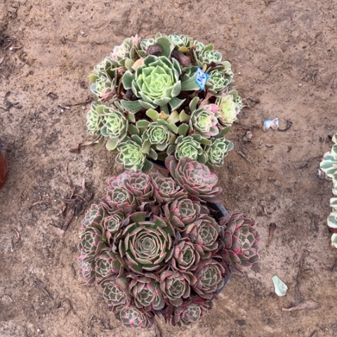 205多肉植物组合，