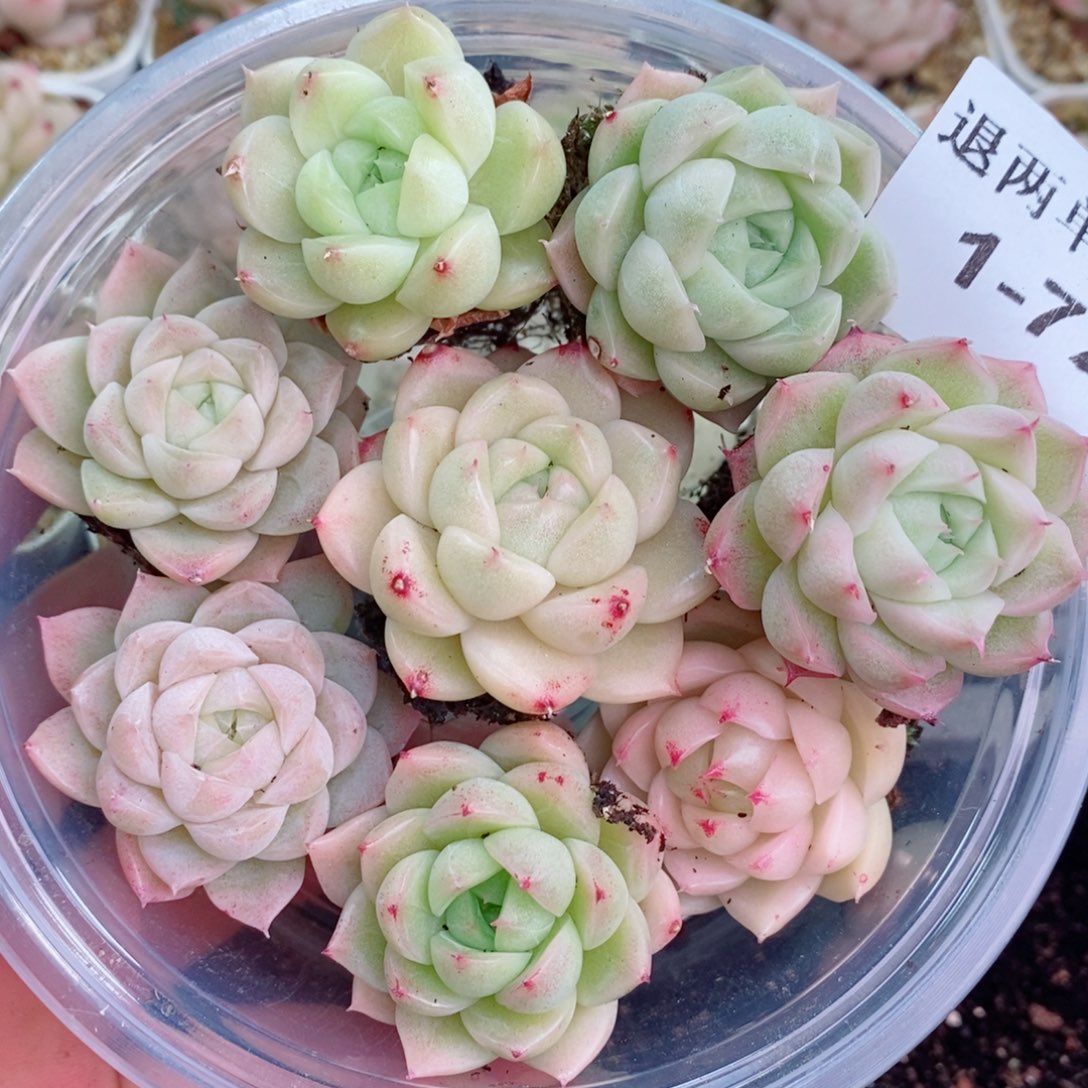 1-72 新疆西藏内蒙不发12.8包邮2-3公分多肉