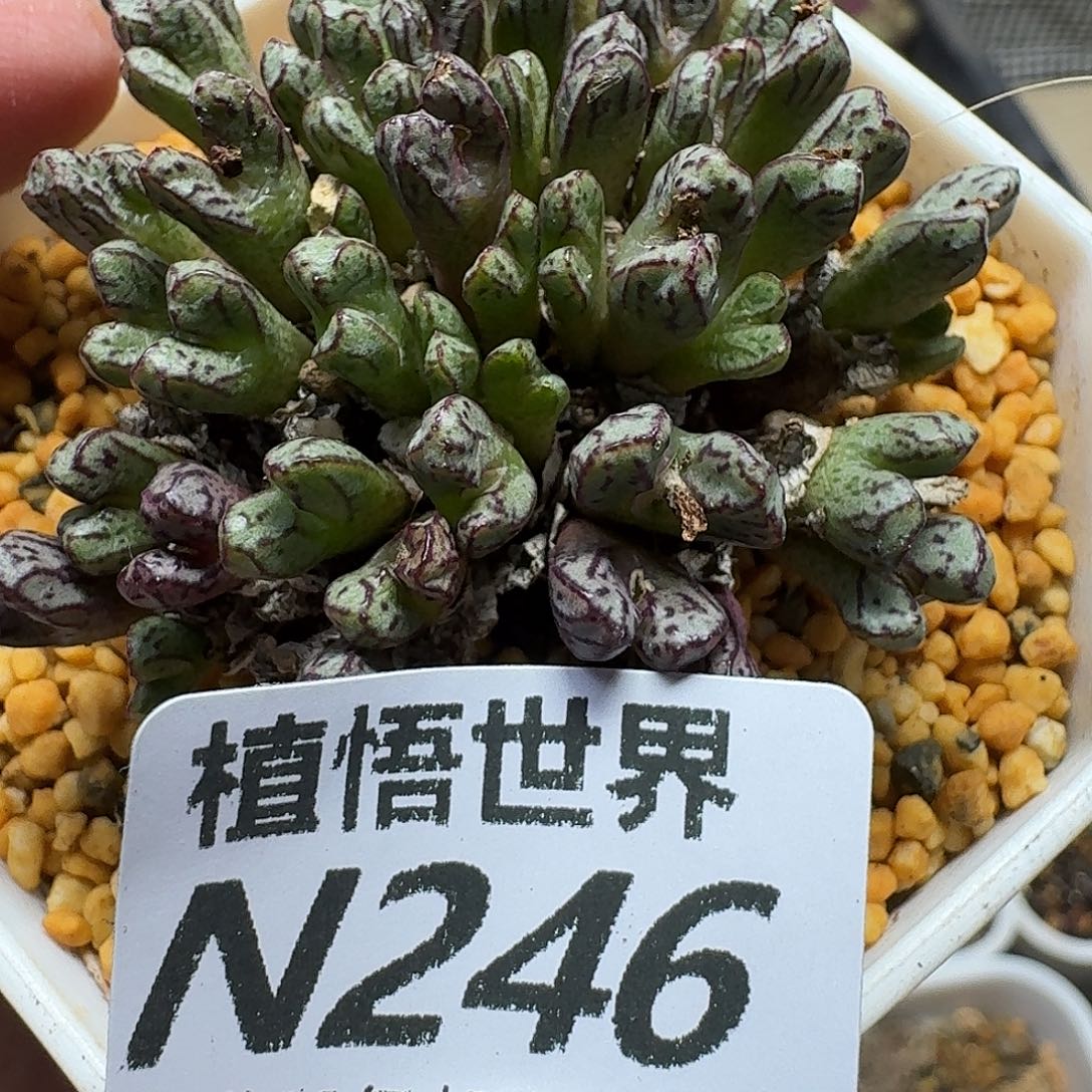 多肉植物的润泽rwhjnj