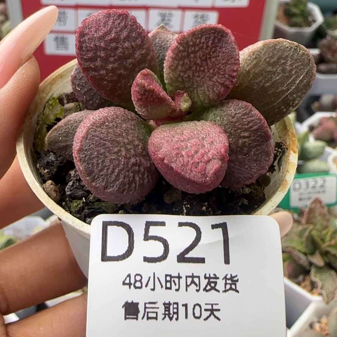映山红。    521。  