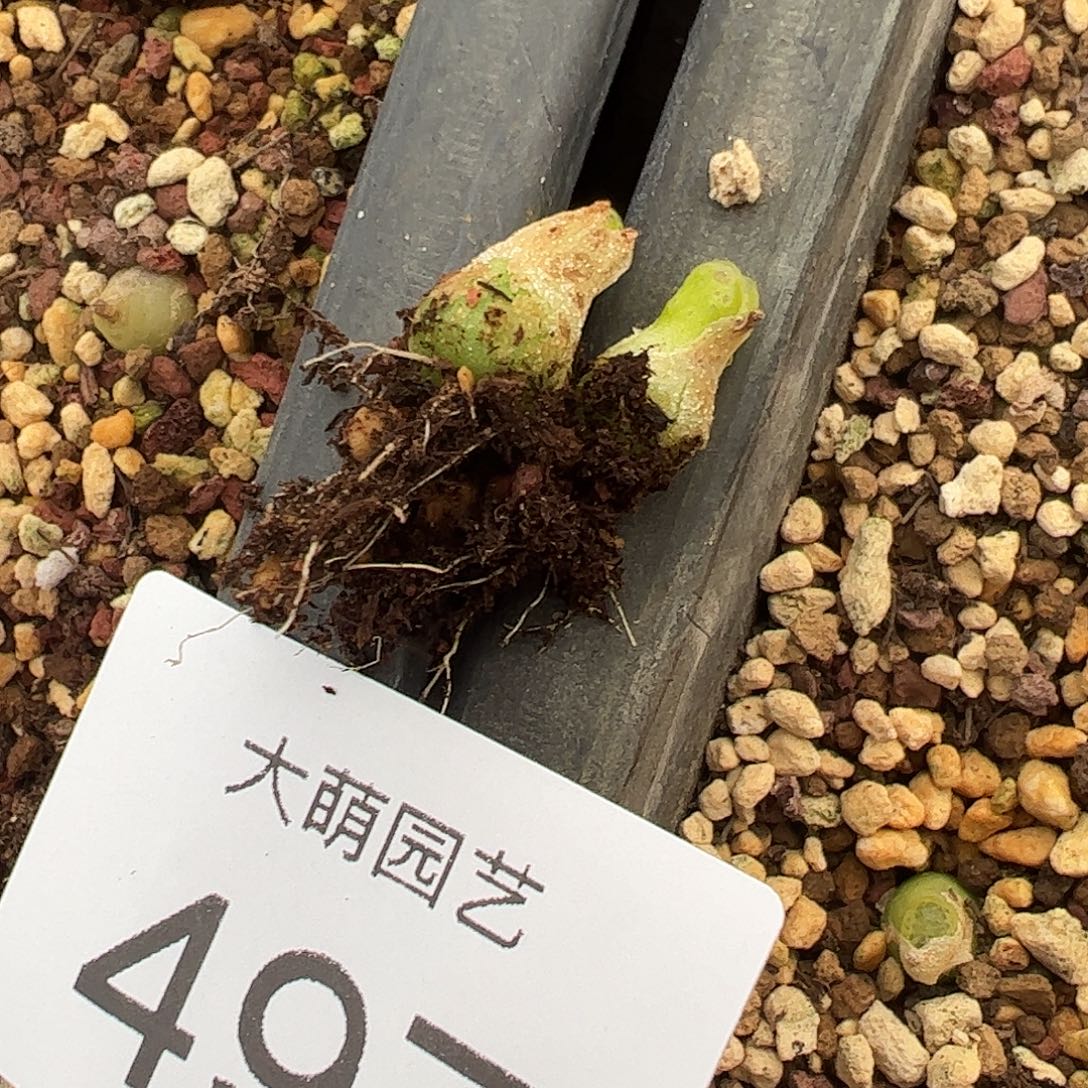 量拍以下1颗母本小葫芦。497