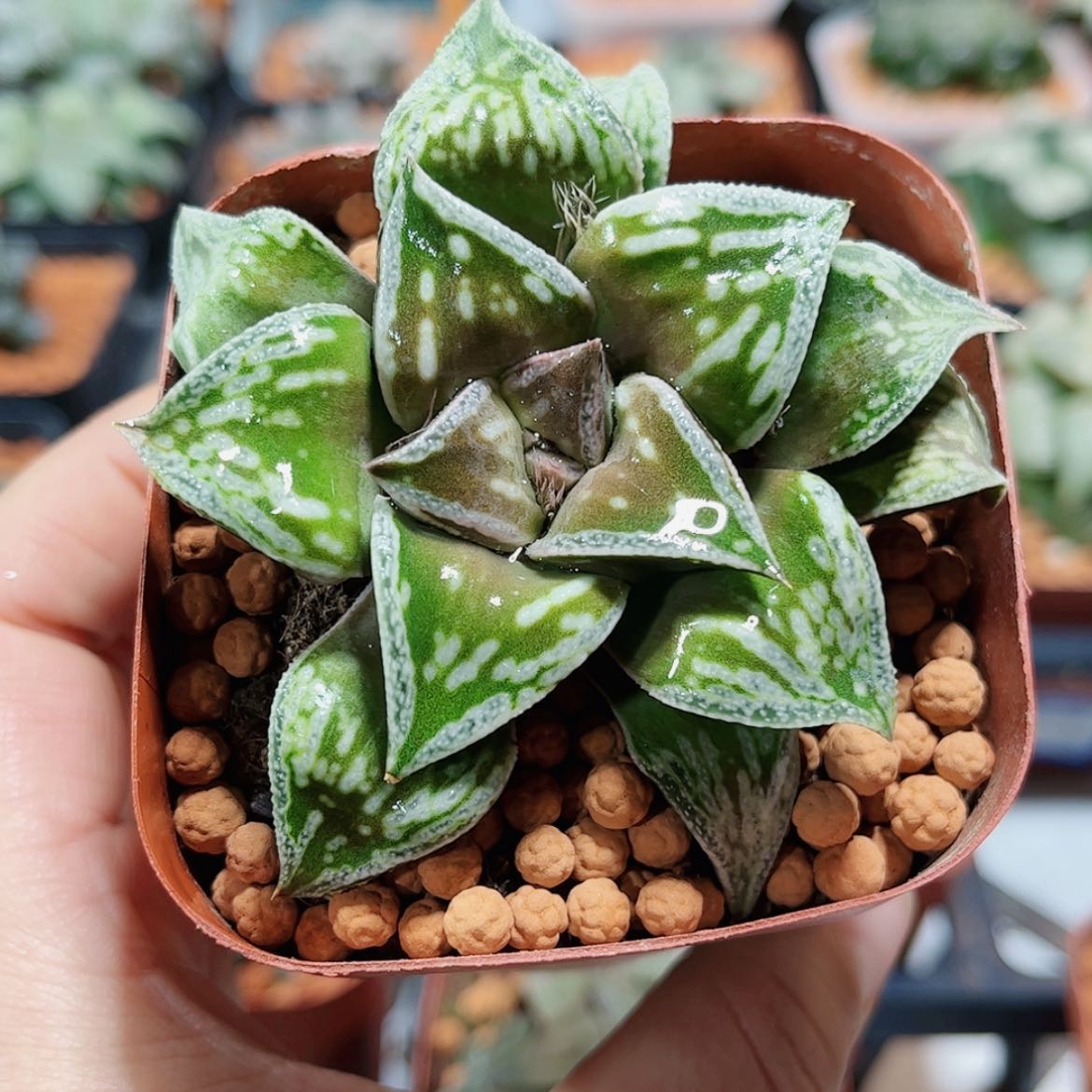 【闪购商品】铜雀台