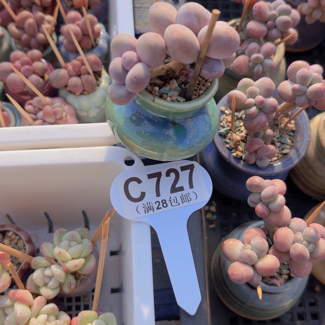 C727蛋黄奶一物一拍