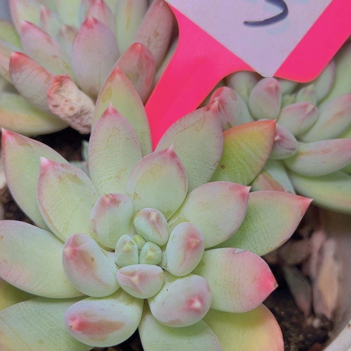 心***情103///////////////////