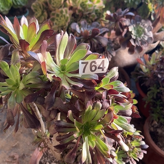 岛***多肉植物一个黑法764