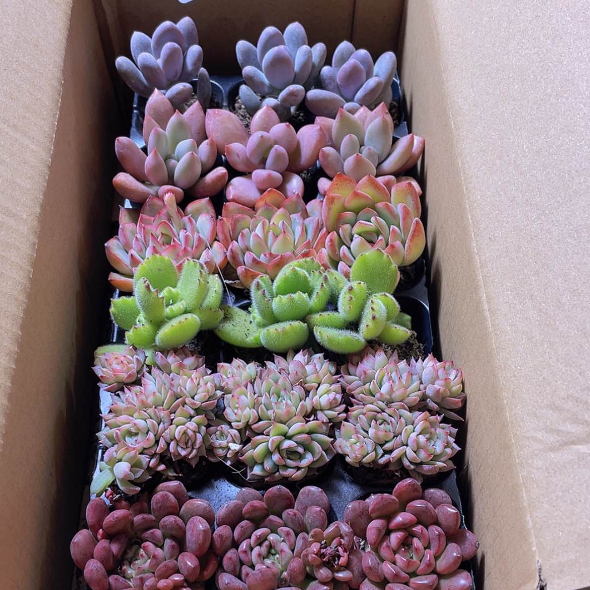 【闪购商品】18颗-156