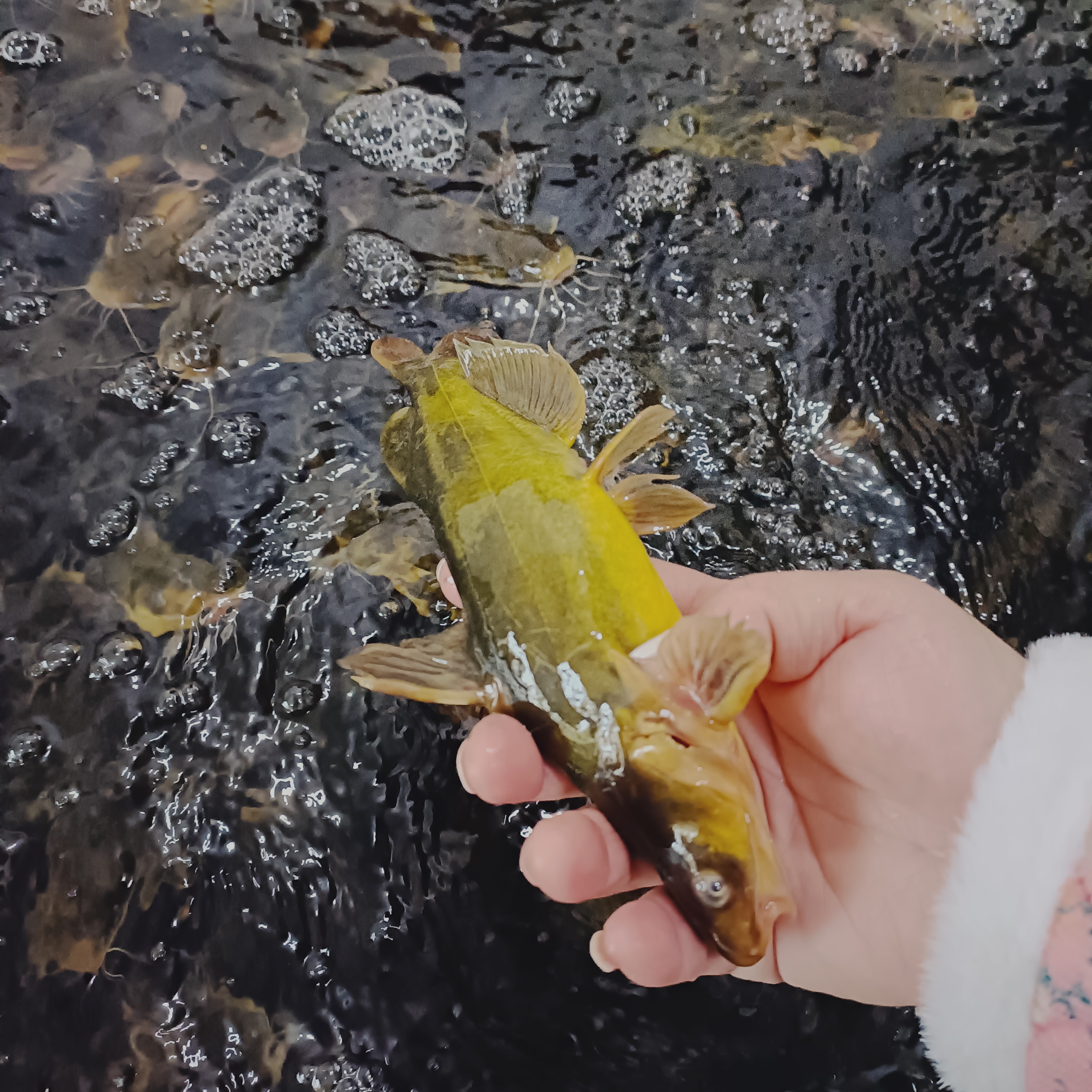 东北冰下嘎牙鱼，有大有小，顺丰发货，保鲜不保活（6.7-7斤）