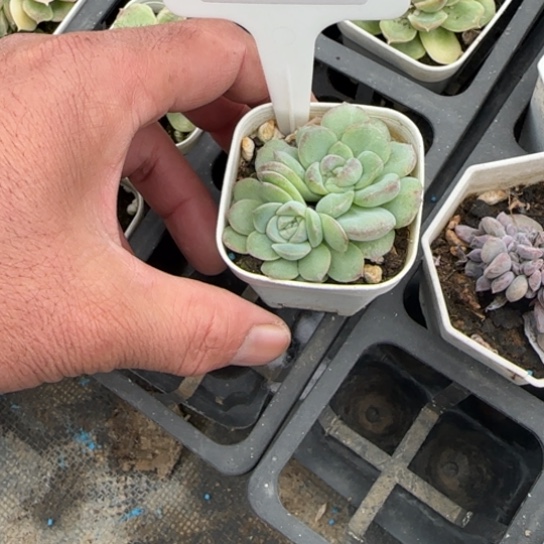 50水晶虾饺多肉多肉多