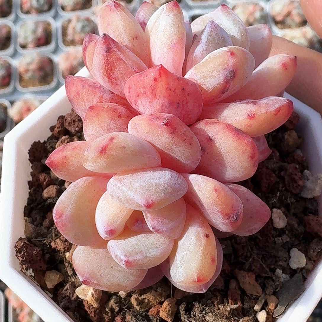 多肉橙梦露石化双头老桩