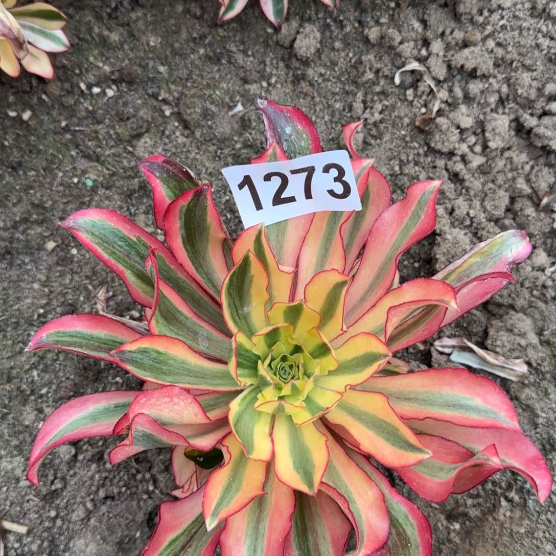 1273-3多头多肉植物