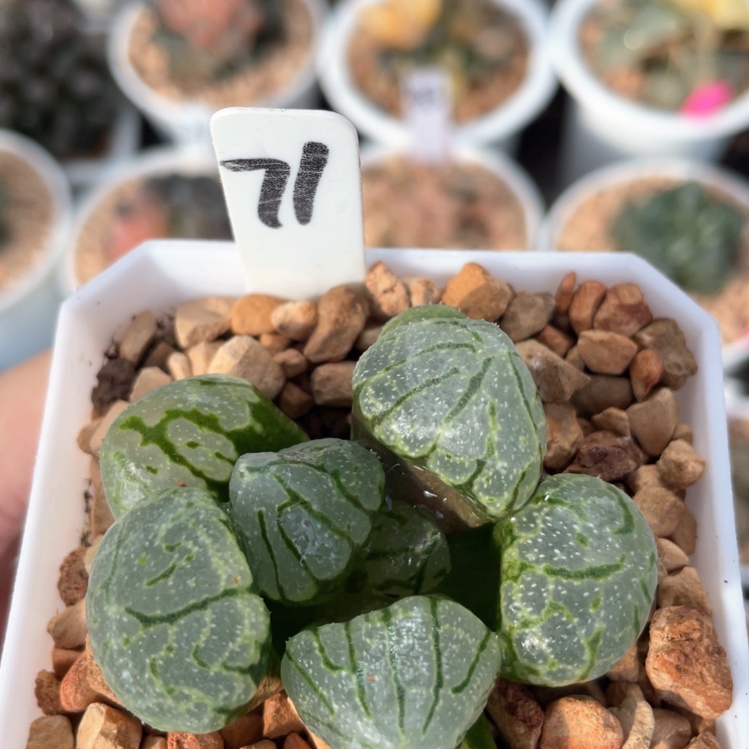 71月光宝盒。       
