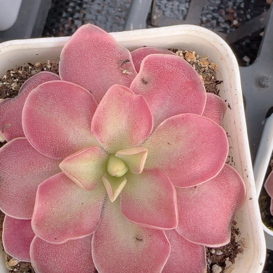 花语多肉1212-110赛题