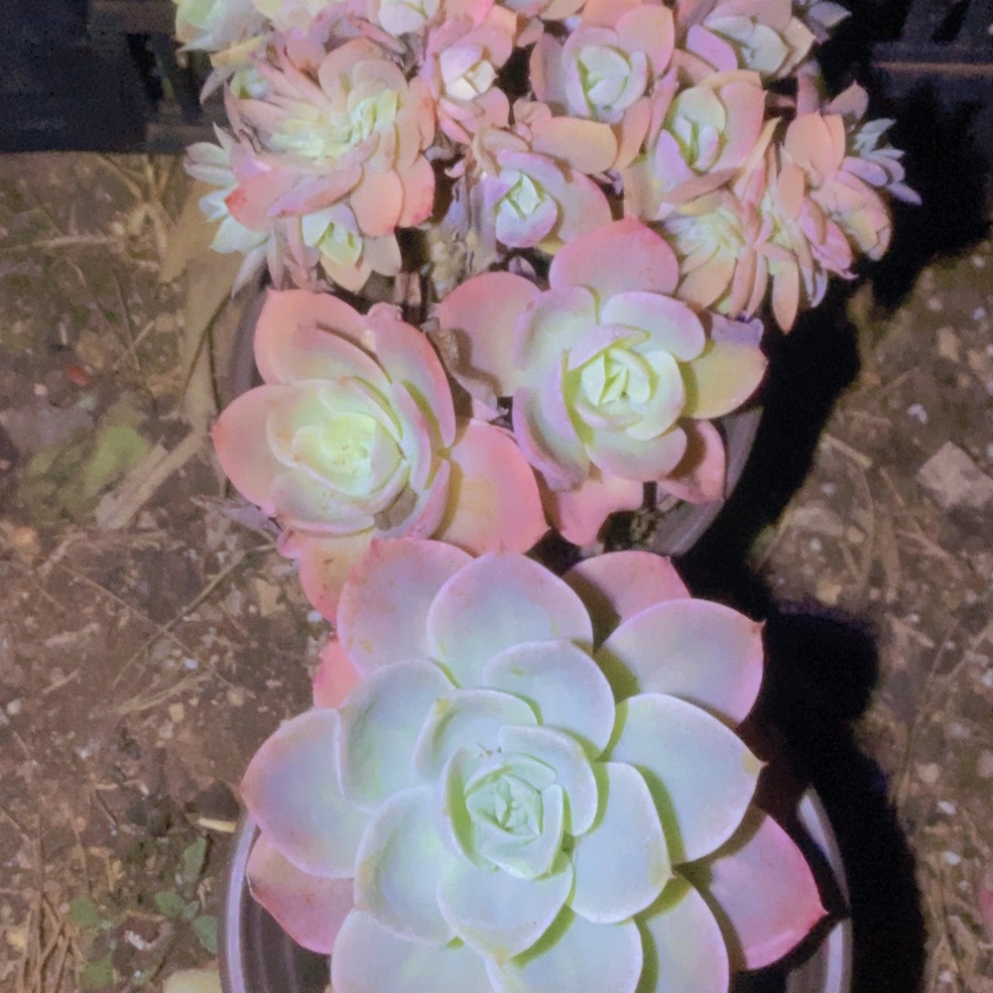 暖***阳魄今人在其内之气