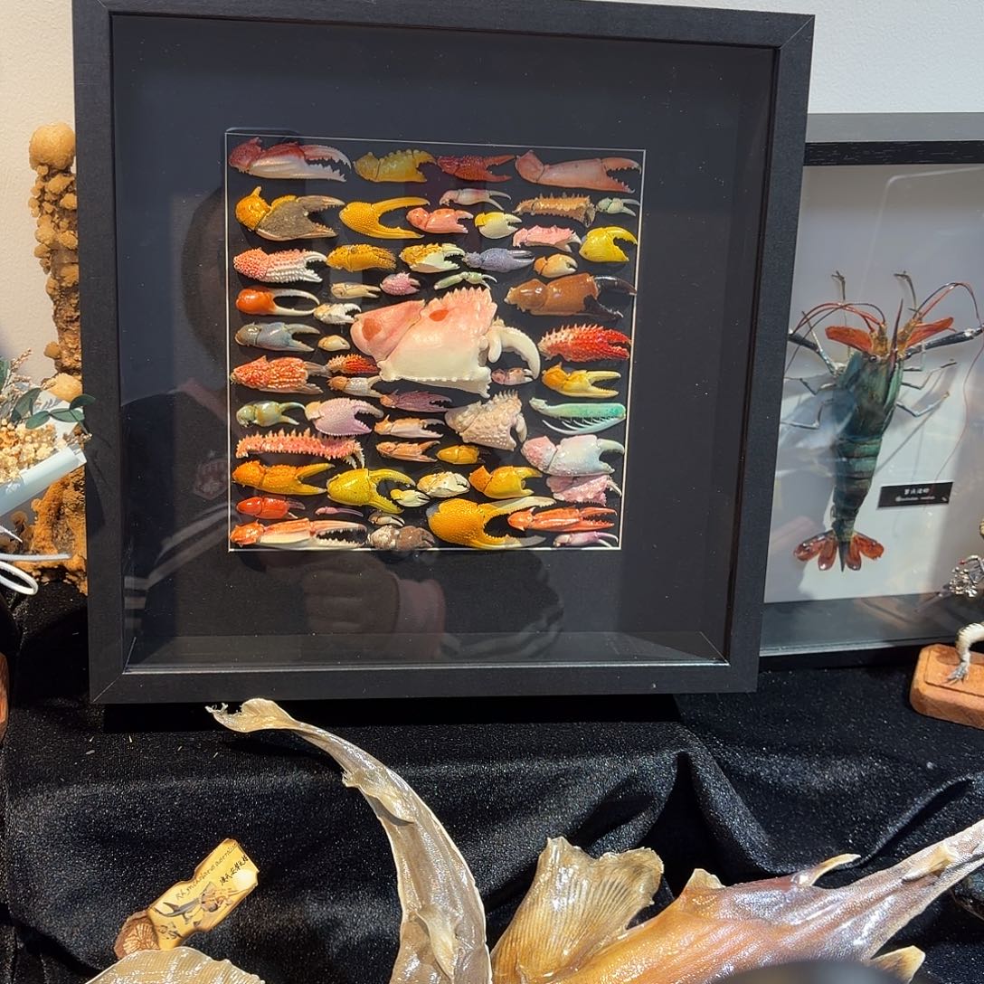 真实大蟹钳相框标本 