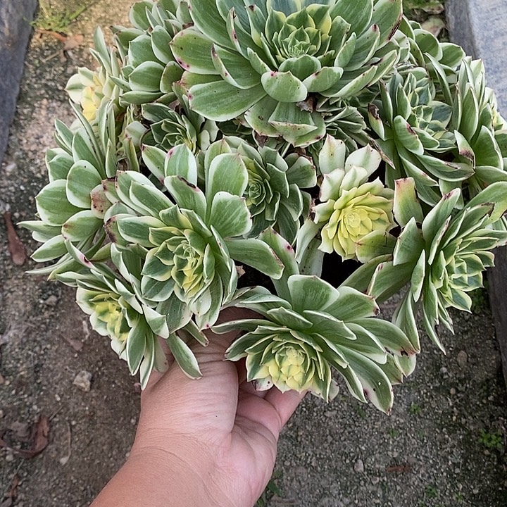 静****多肉植物伊丽莎白020多肉