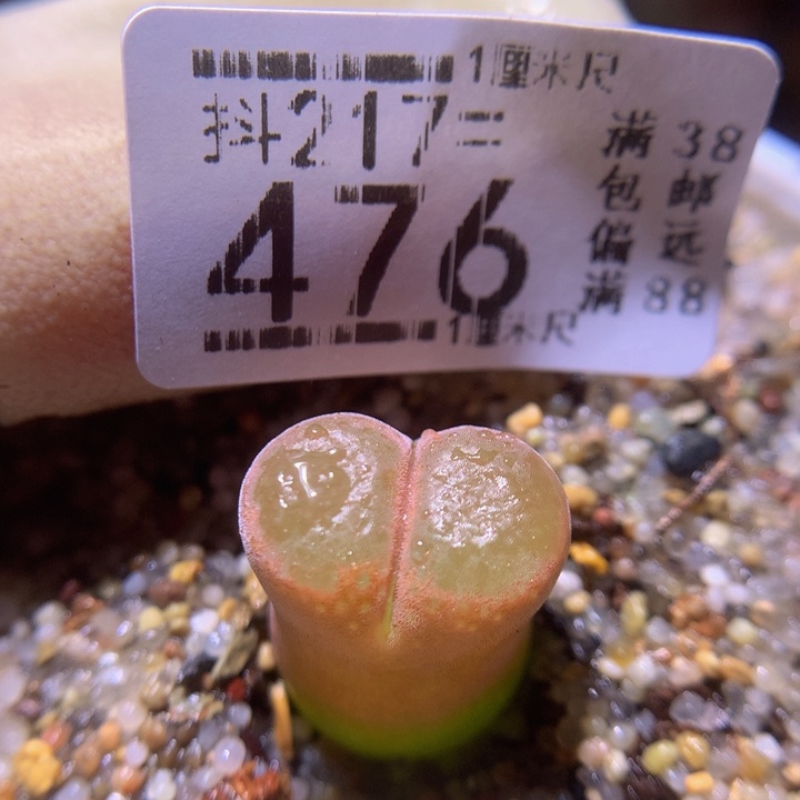 精品生石花217.476