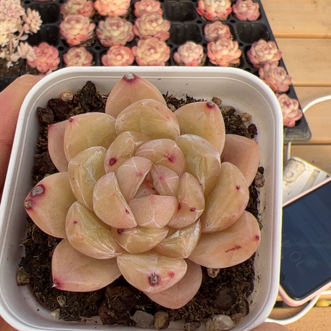 狮****509 多肉植物组合