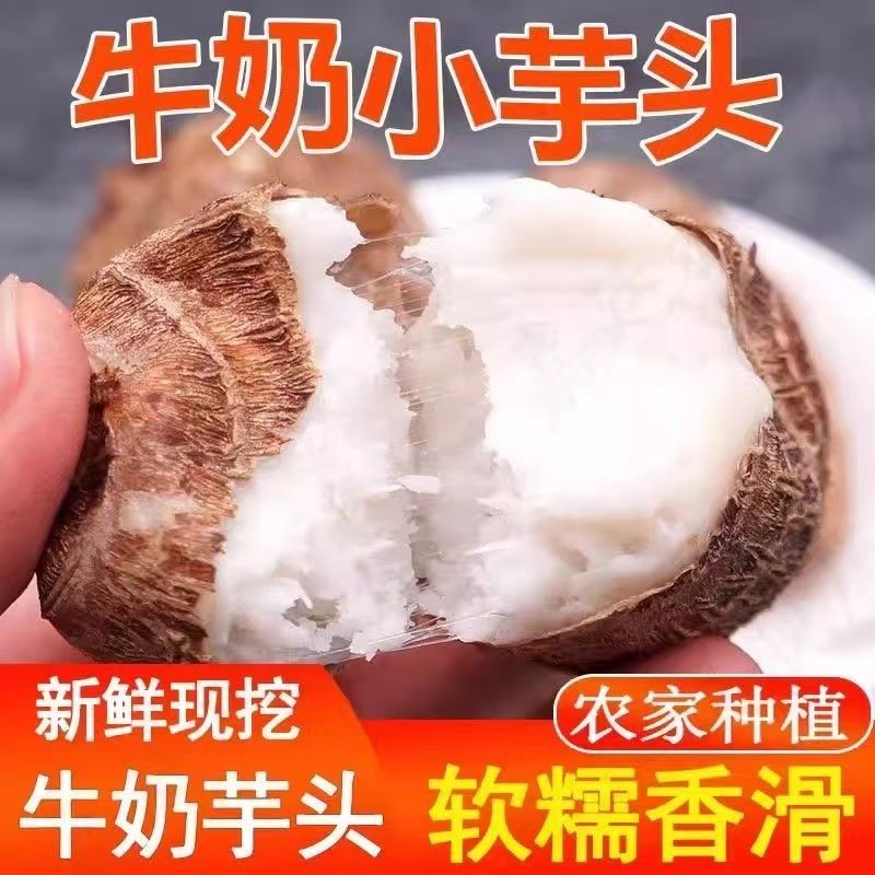 【直播福利】山东牛奶小芋头现挖现发芋艿毛芋头新鲜香甜软糯
