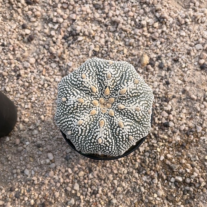 实生奇迹兜福利福利