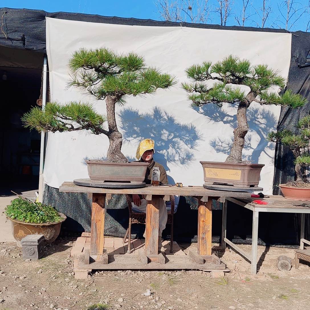 热***阳完全开放黑松盆景直播间