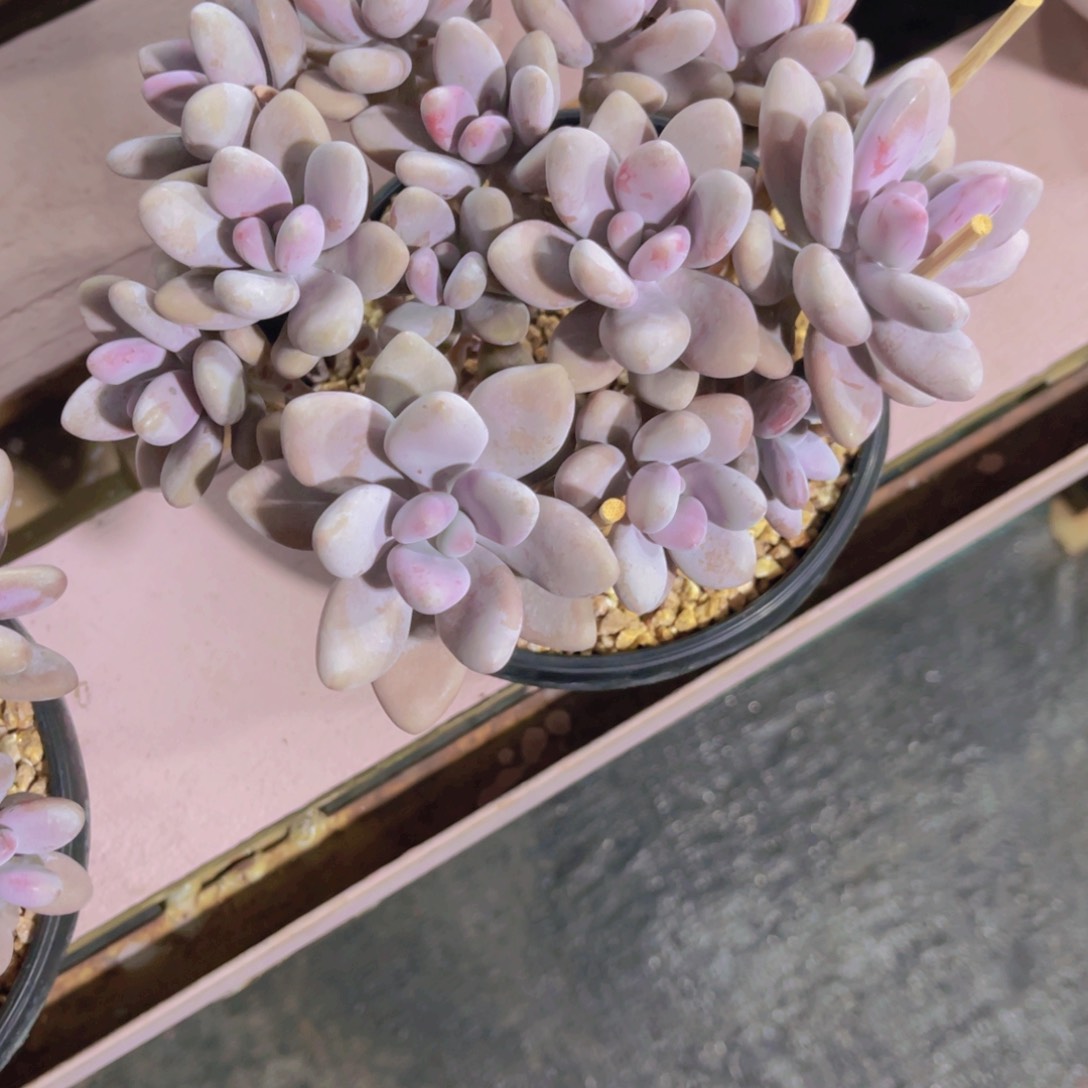 整桩大群平头桃蛋多肉