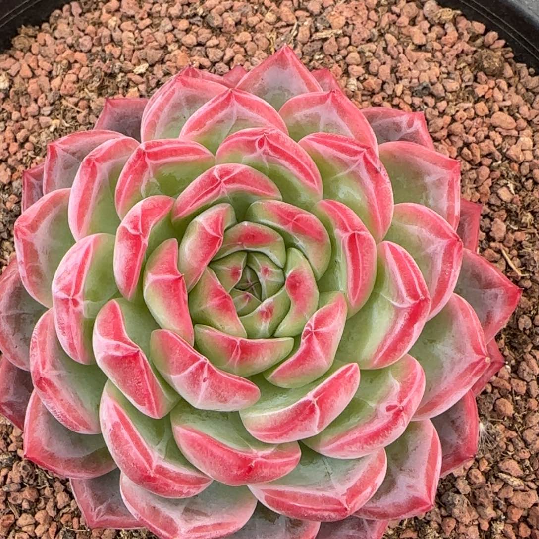 从前慢甄选多肉编号大红鸾