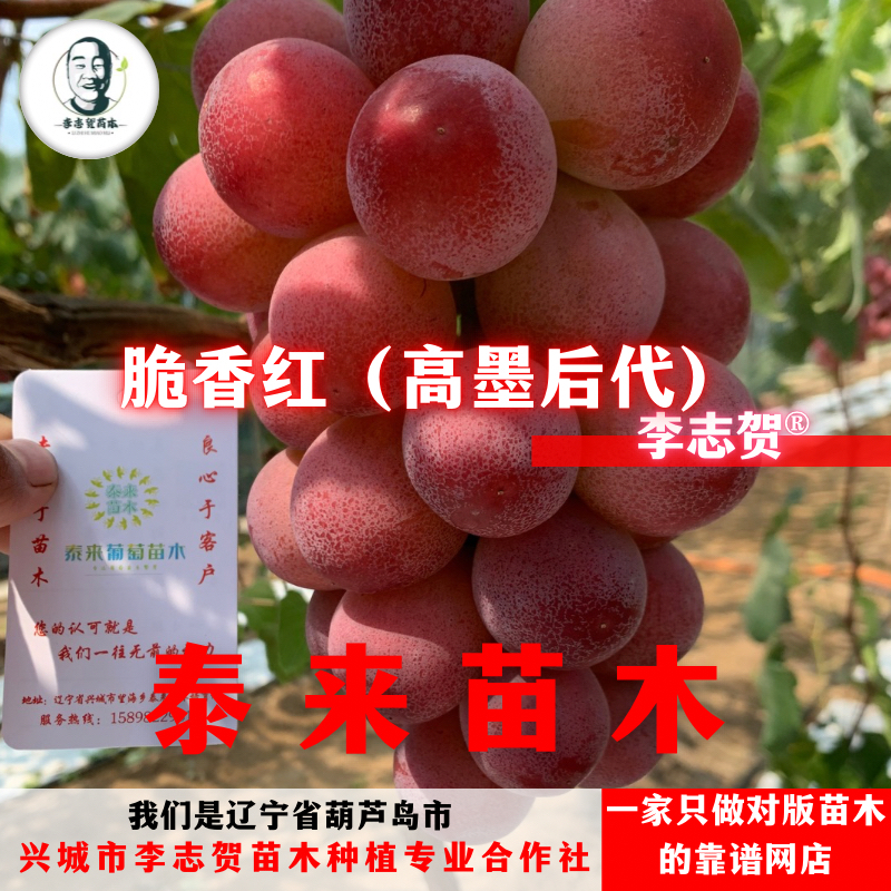脆香红葡萄嫁接苗 贝达砧木 泰来苗木