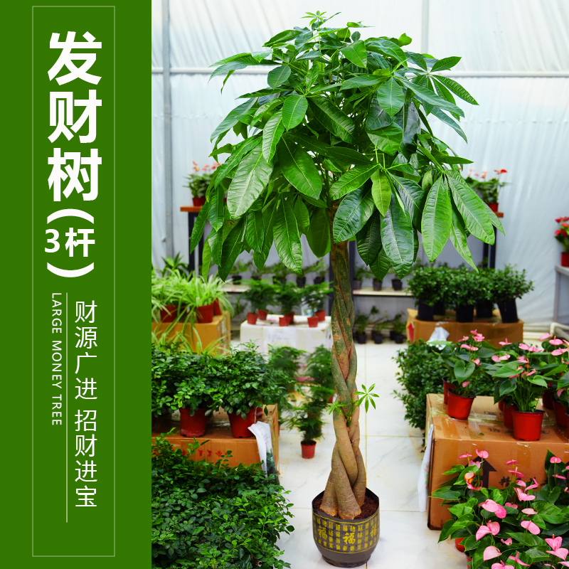 【辫子发财树】1.6-1.8米 大型落地绿植步步高客厅招财树大盆栽好养