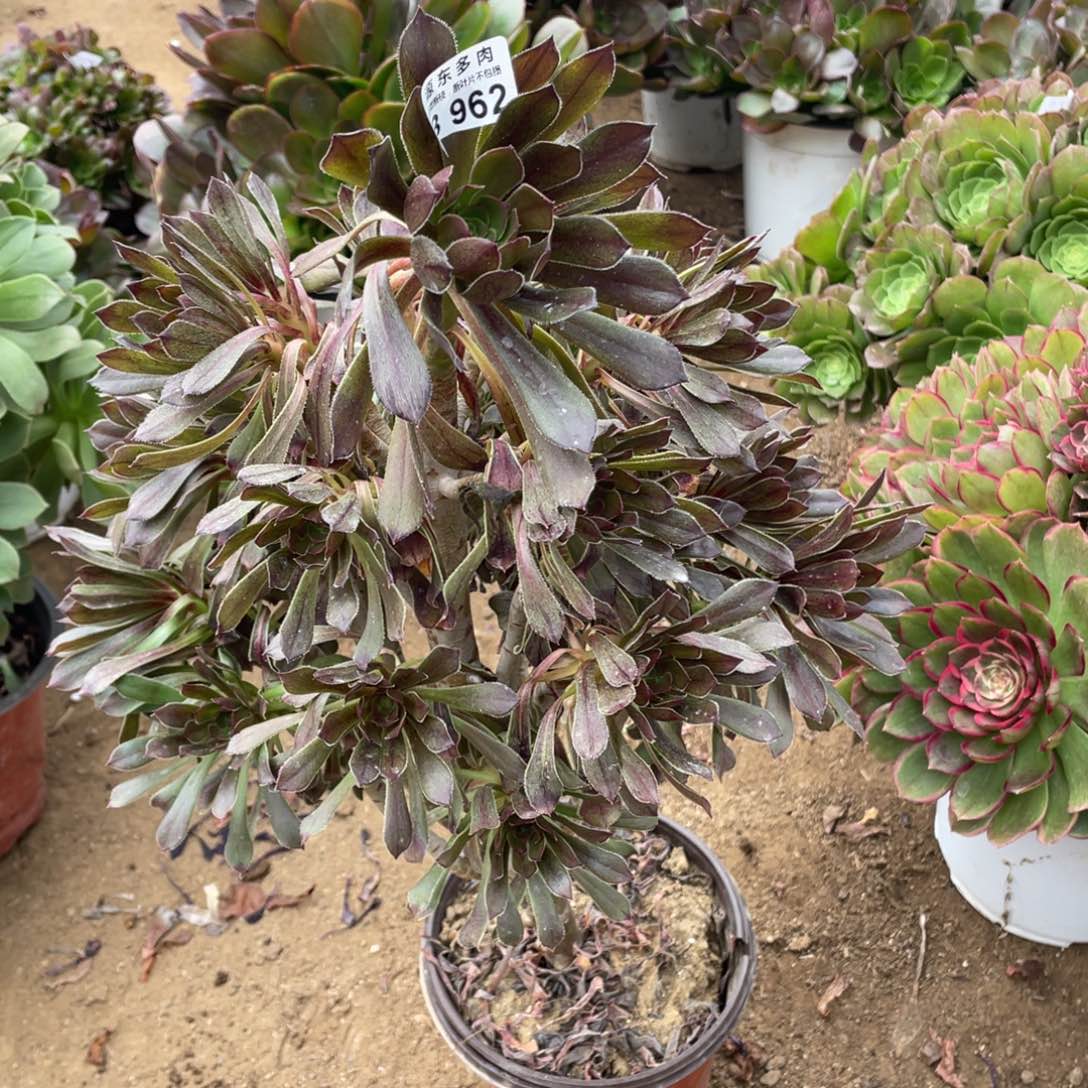 962灰法师多肉法师断枝不包