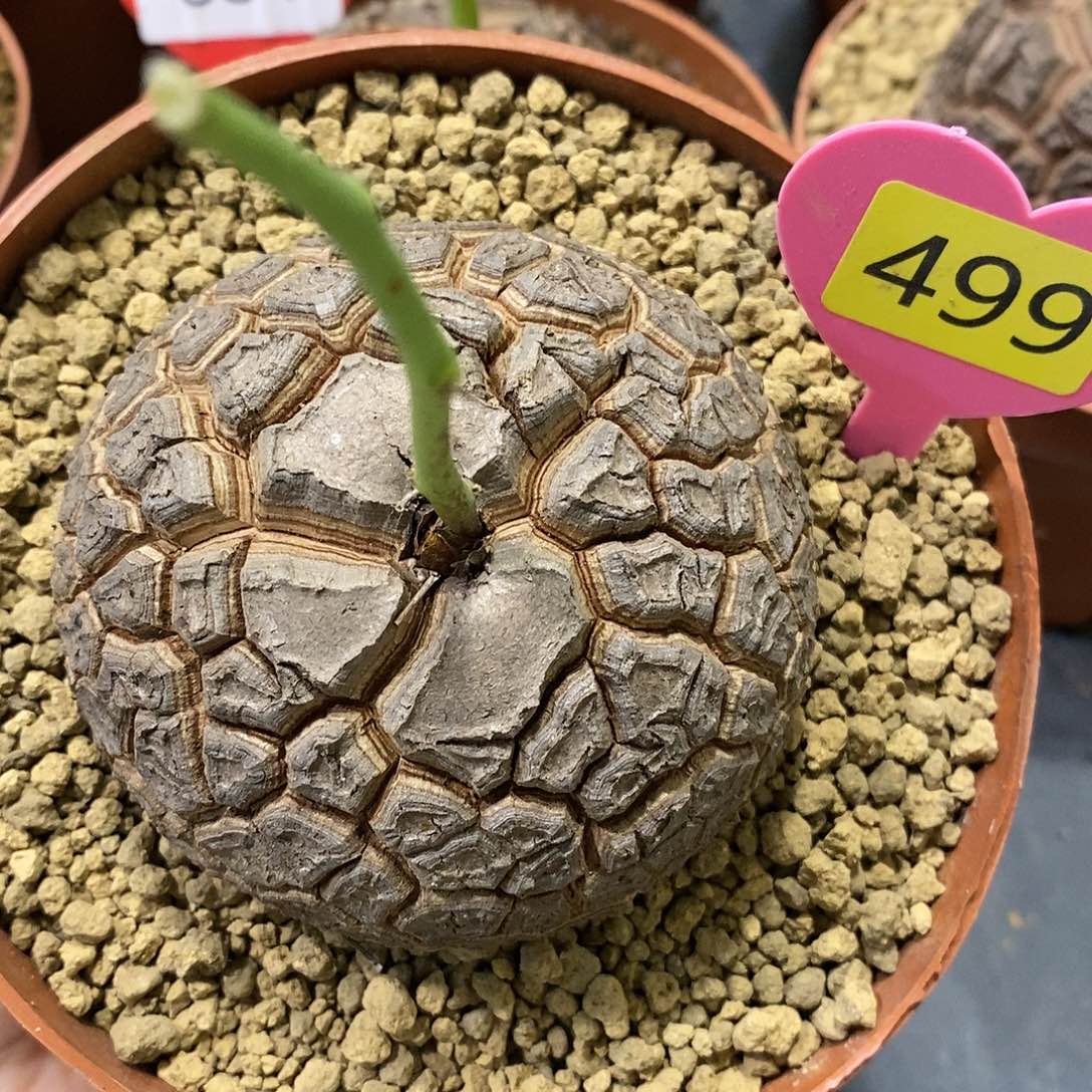 8.2 cm南非龟甲龙龟甲龙