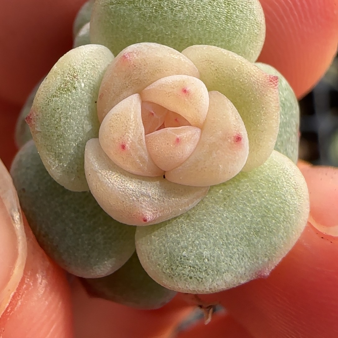 冰透心绝绝子多肉一颗