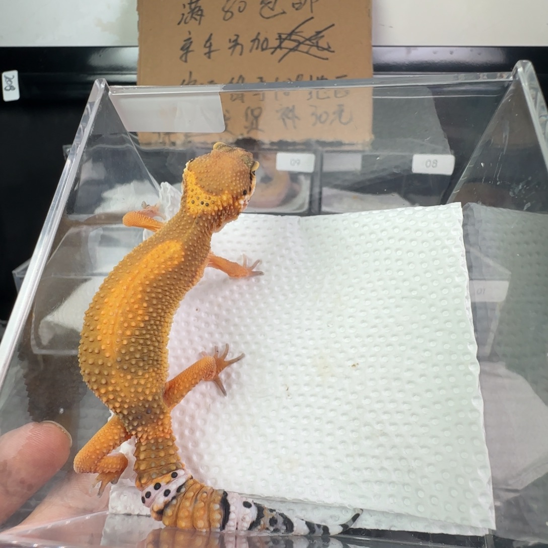 豹纹守宫电橘妹妹