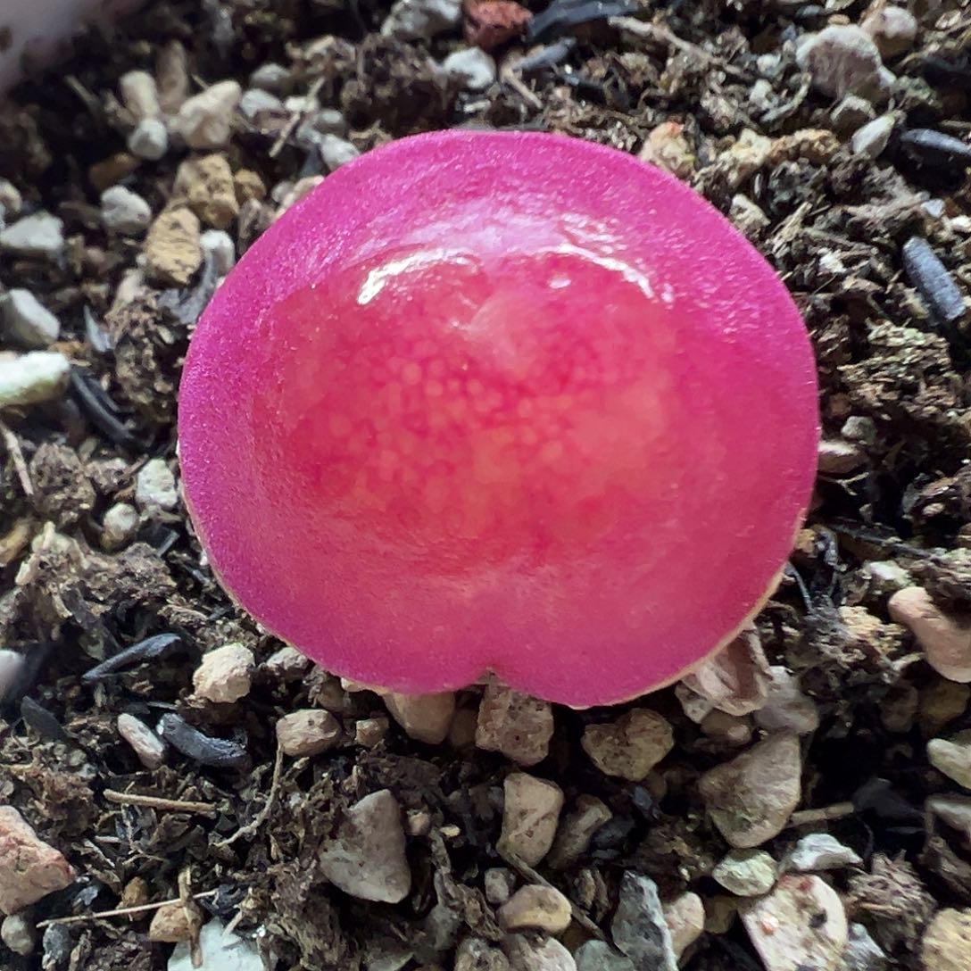 170灯泡带盆土发货