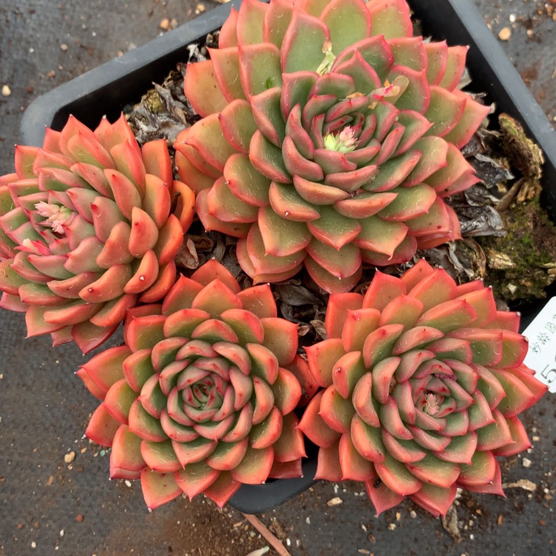 5653杂交多肉植物