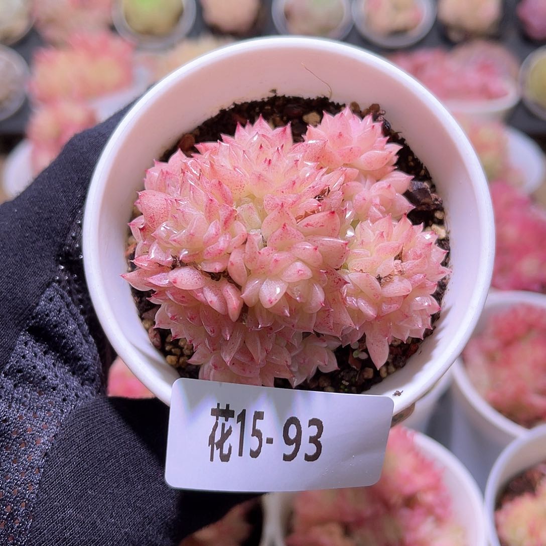 花利美15-93麦秆群