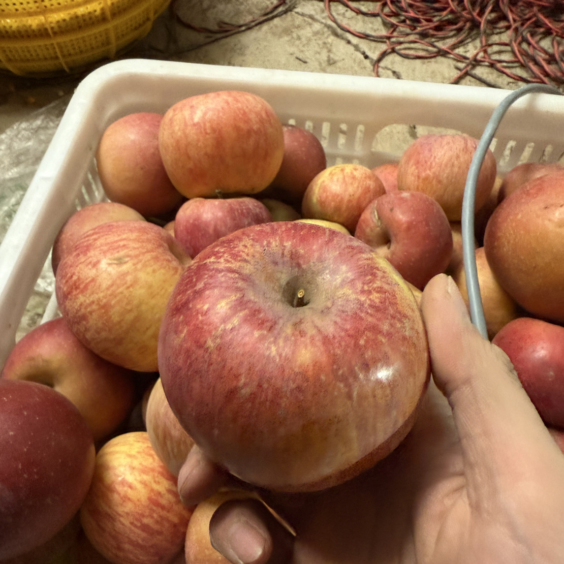 【直播专属福利】太阳果5斤装（注重颜色形状误拍）