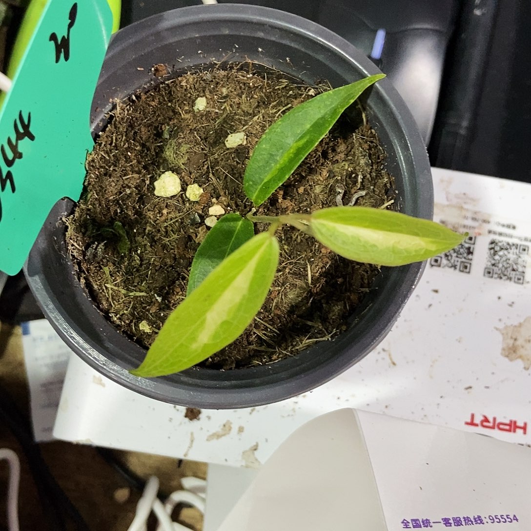 池***-完全开放丹尼斯内锦30