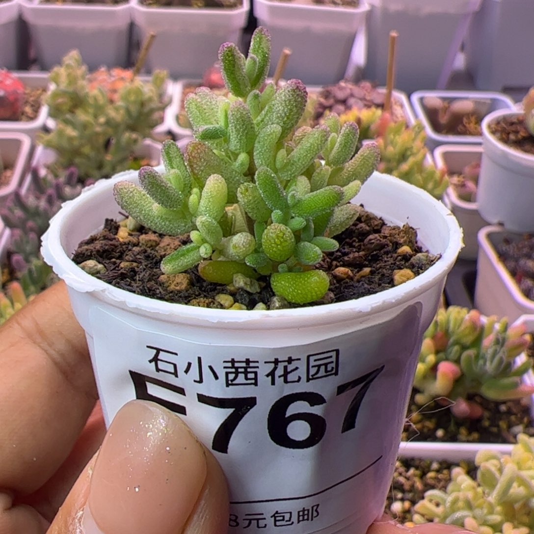 767多肉植物枝干米粒锦带拉丝