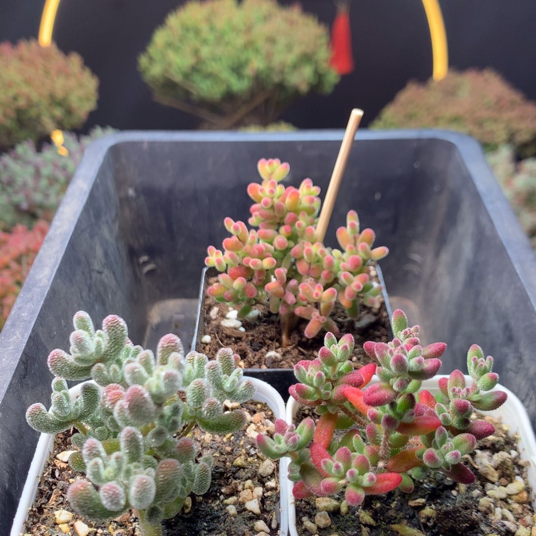 c832冰晶红宝石蜜橘