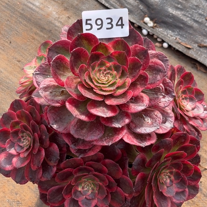 大赤子心特价多肉