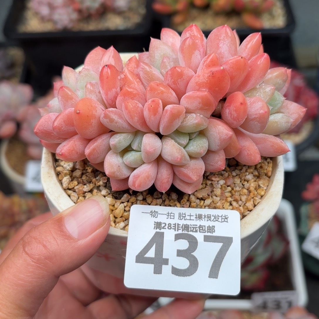 芙丽朵无盆土发货