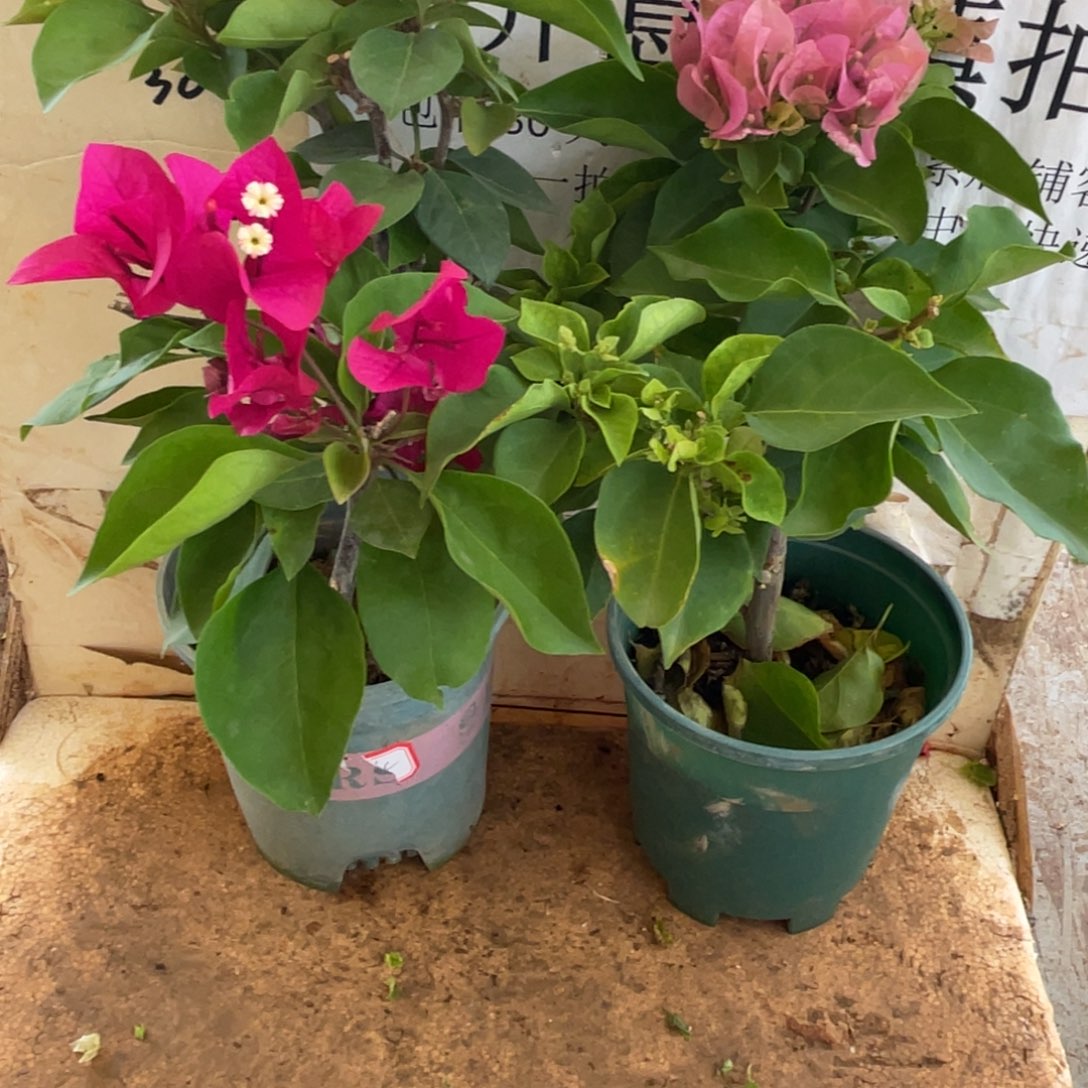 当前无花栽培后可以开花17h2