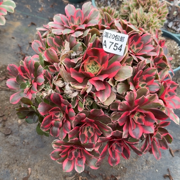 754粉女妖大老桩，20包邮